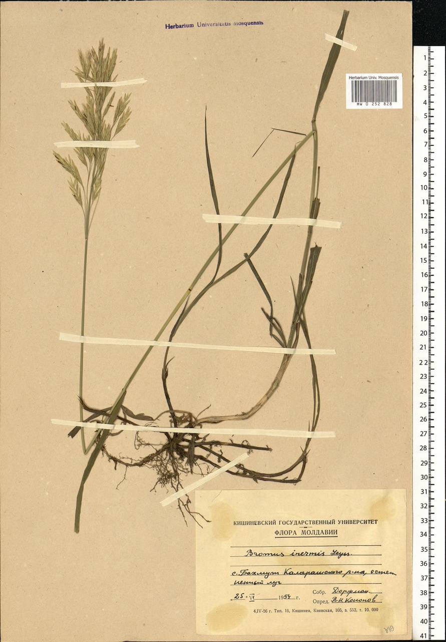 Bromus inermis Leyss., Eastern Europe, Moldova (E13a) (Moldova)