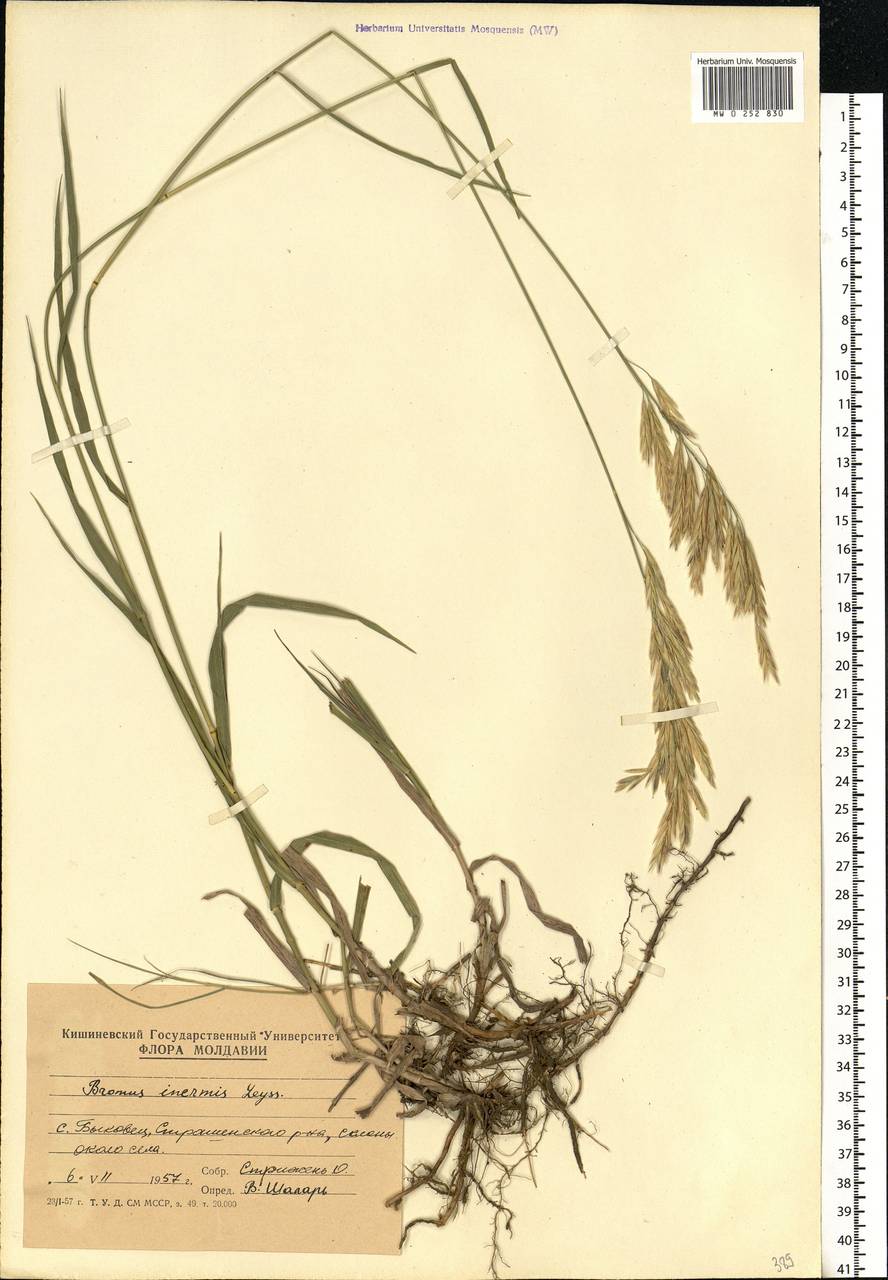 Bromus inermis Leyss., Eastern Europe, Moldova (E13a) (Moldova)
