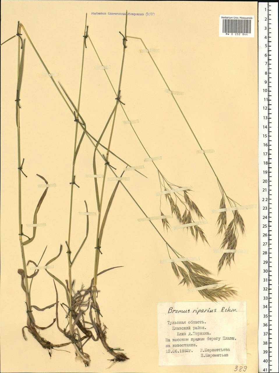 Bromus riparius Rehmann, Eastern Europe, Central region (E4) (Russia)