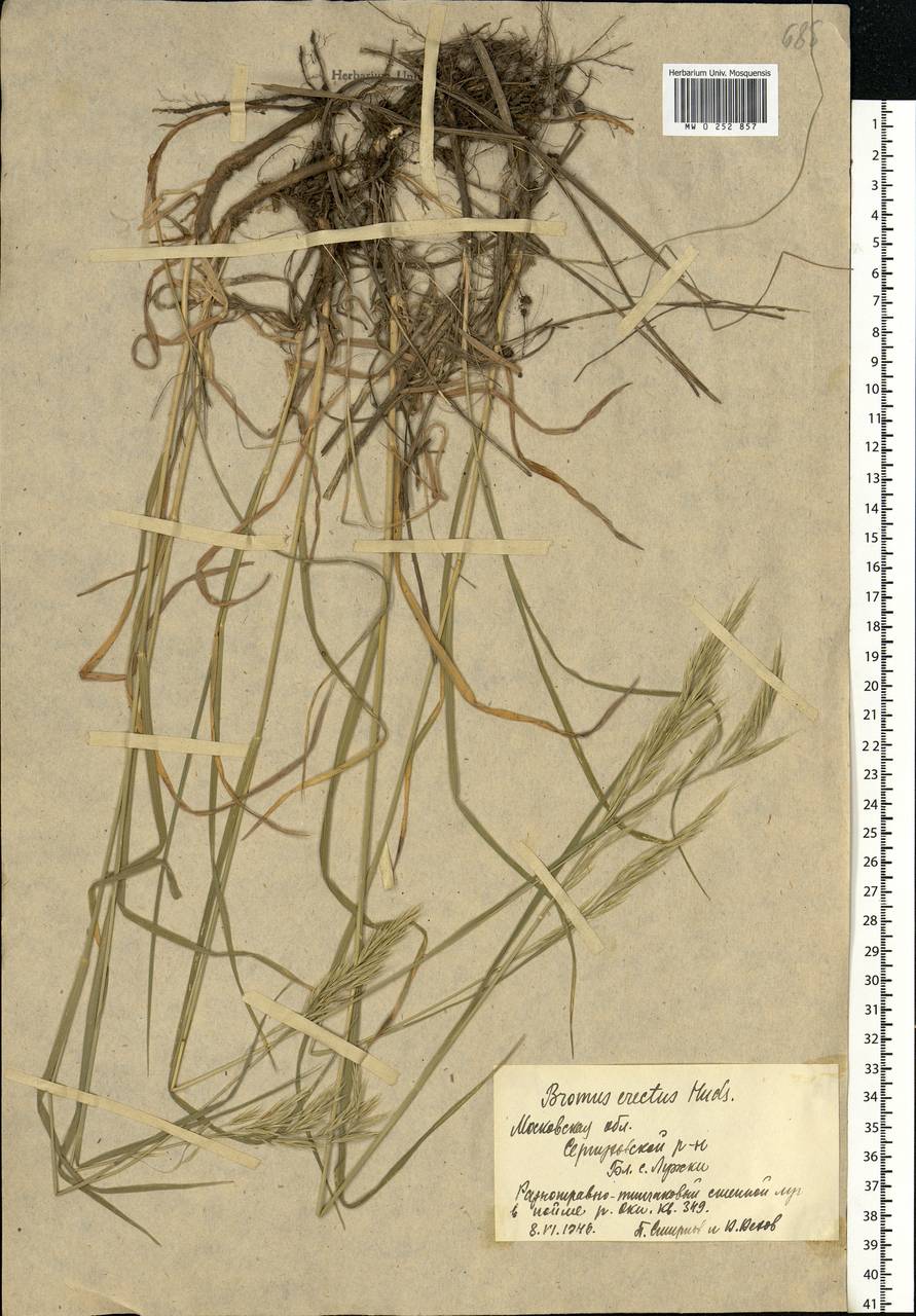 Bromus riparius Rehmann, Eastern Europe, Moscow region (E4a) (Russia)