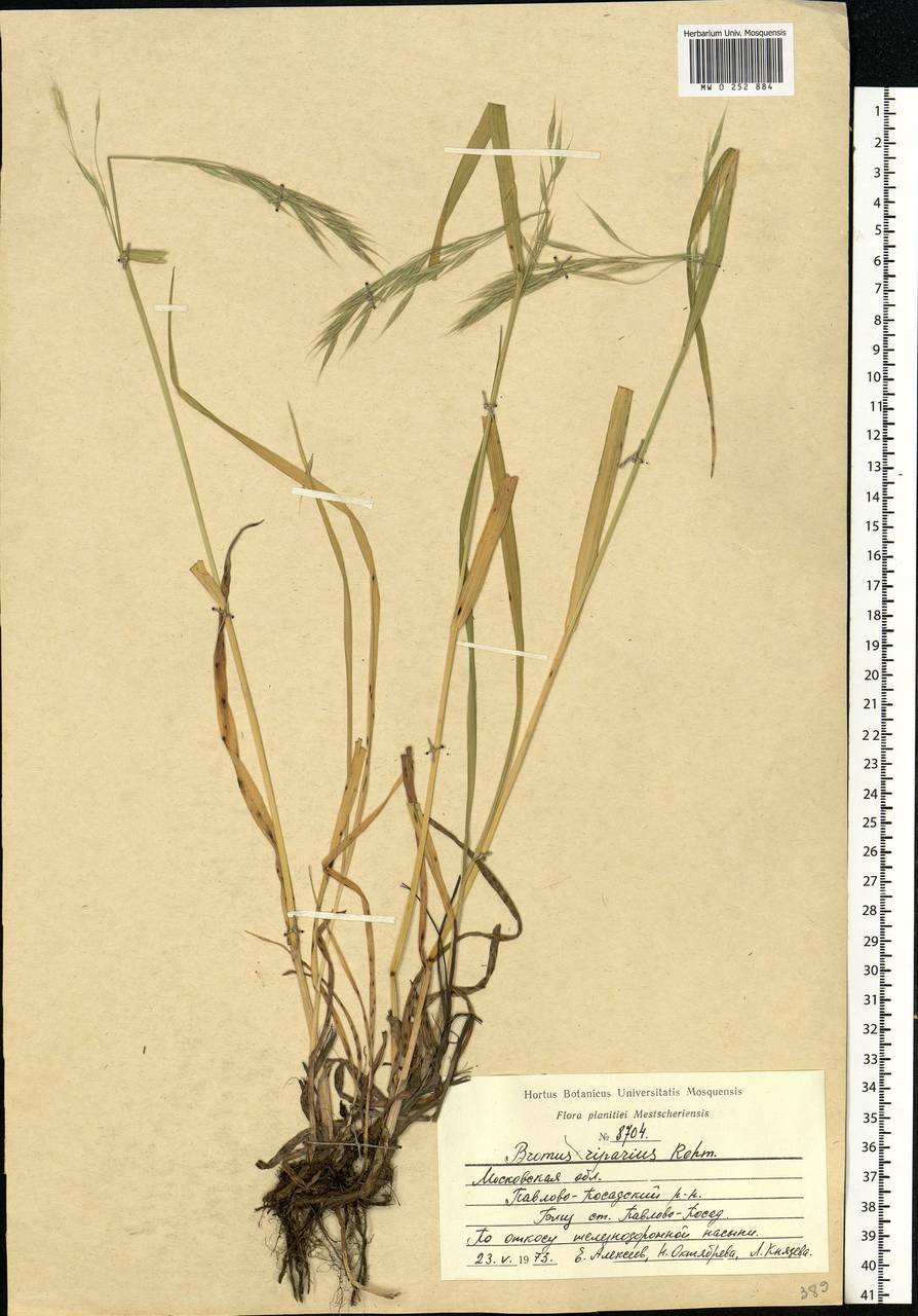 Bromus riparius Rehmann, Eastern Europe, Moscow region (E4a) (Russia)