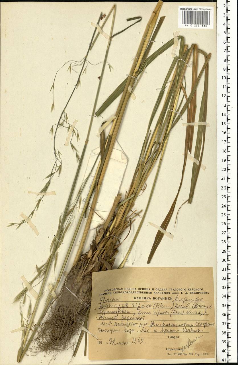Bromus riparius Rehmann, Eastern Europe, Moscow region (E4a) (Russia)