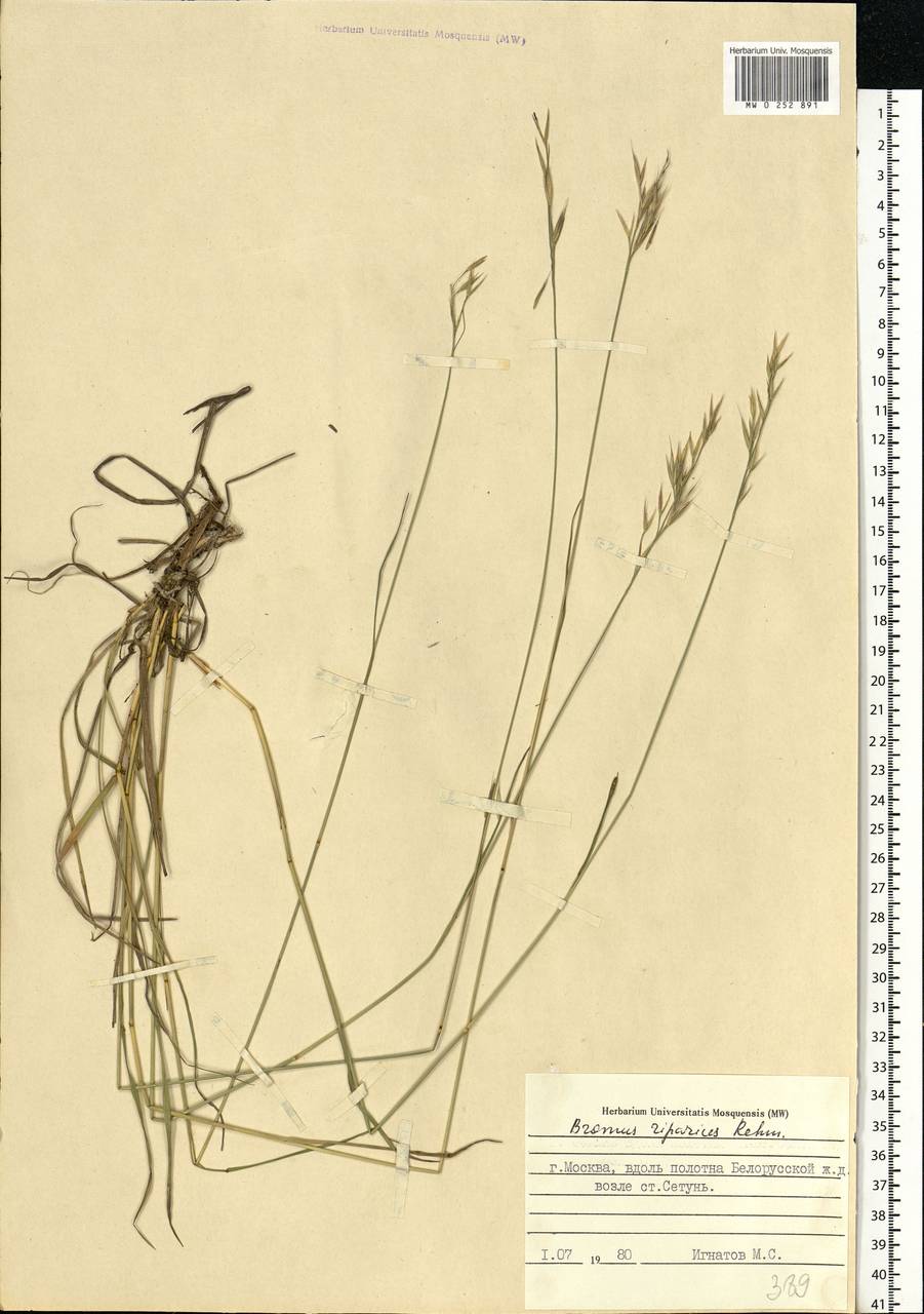 Bromus riparius Rehmann, Eastern Europe, Moscow region (E4a) (Russia)