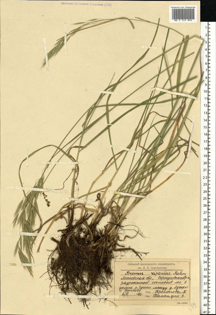 Bromus riparius Rehmann, Eastern Europe, Moscow region (E4a) (Russia)
