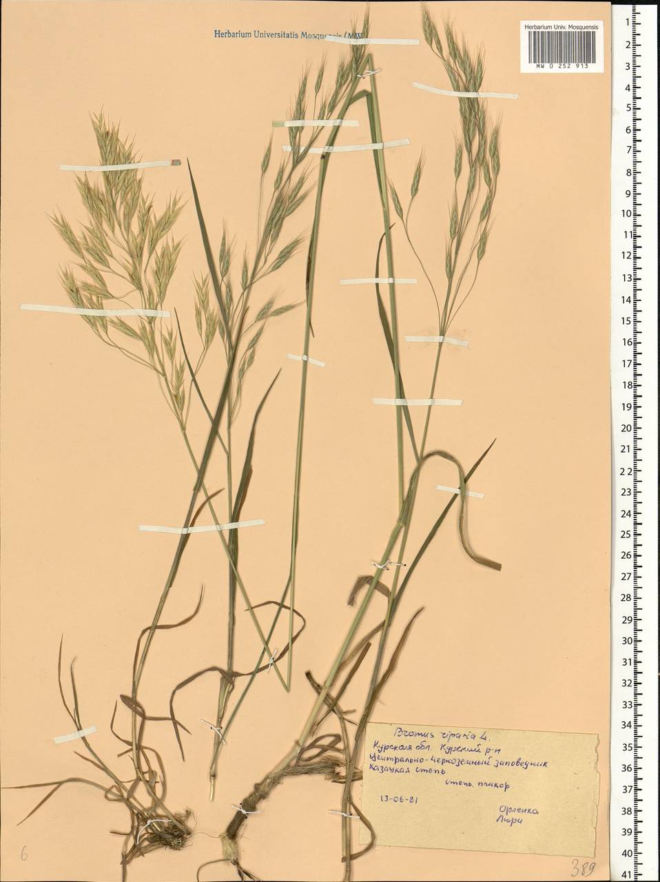 Bromus riparius Rehmann, Eastern Europe, Central forest-and-steppe region (E6) (Russia)