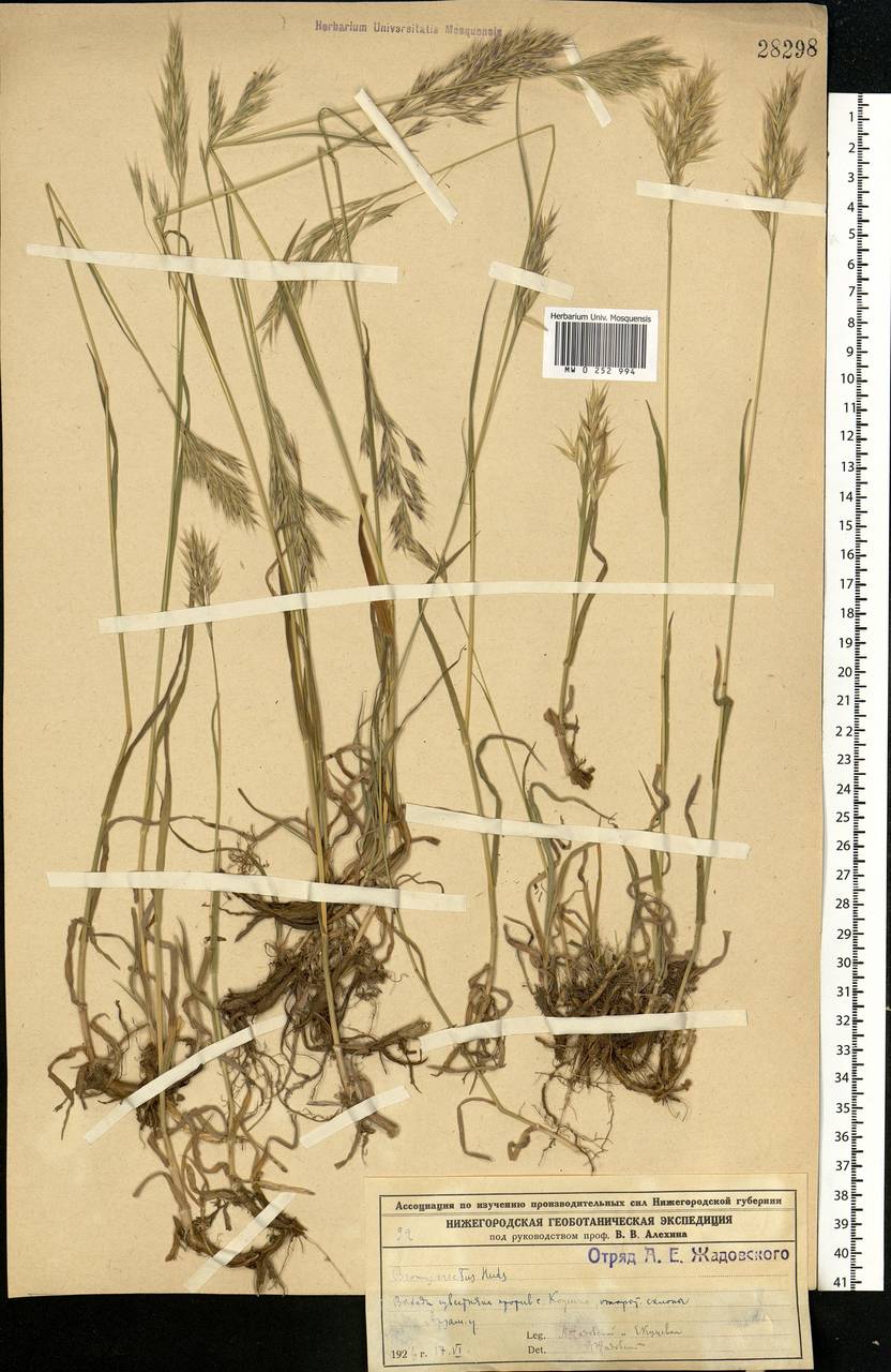 Bromus riparius Rehmann, Eastern Europe, Volga-Kama region (E7) (Russia)