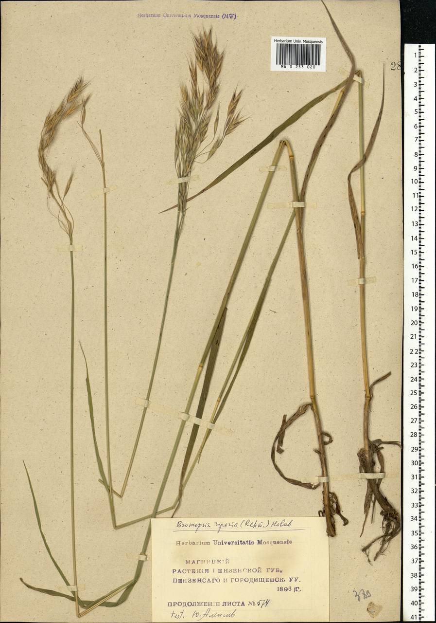 Bromus riparius Rehmann, Eastern Europe, Middle Volga region (E8) (Russia)