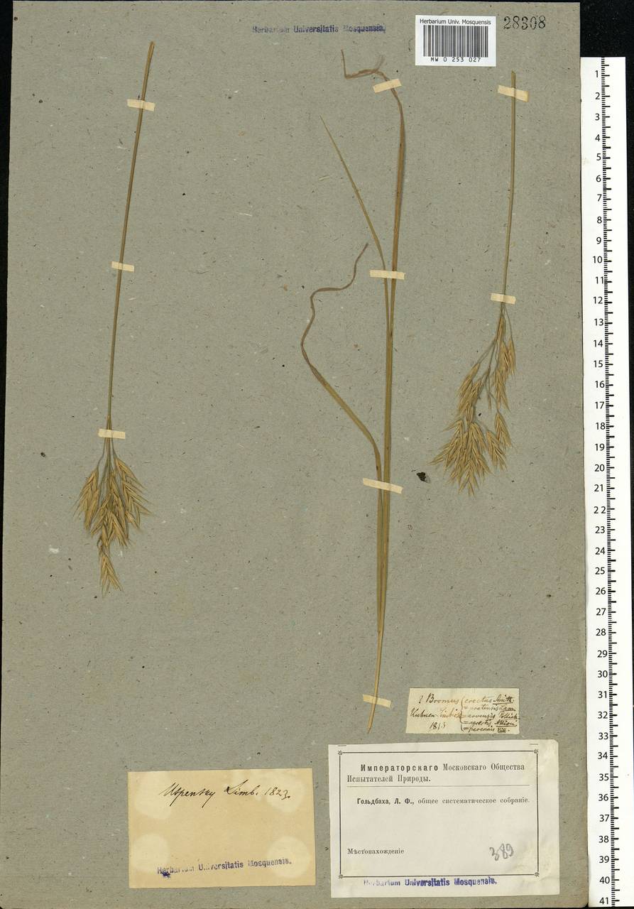Bromus riparius Rehmann, Eastern Europe, Middle Volga region (E8) (Russia)