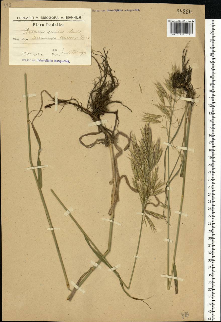 Bromus riparius Rehmann, Eastern Europe, South Ukrainian region (E12) (Ukraine)
