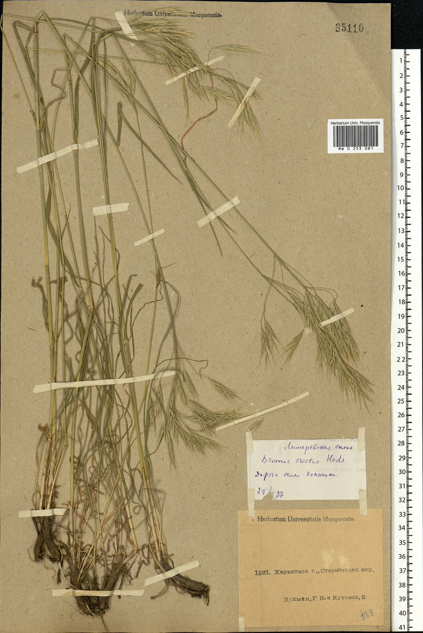 Bromus riparius Rehmann, Eastern Europe, North Ukrainian region (E11) (Ukraine)