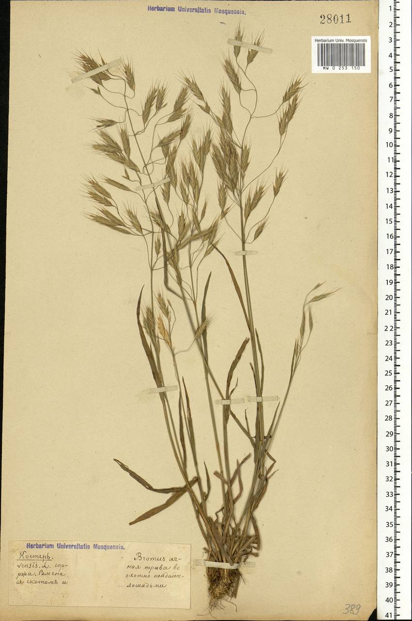 Bromus arvensis L., Eastern Europe (no precise locality) (E0) (Not classified)