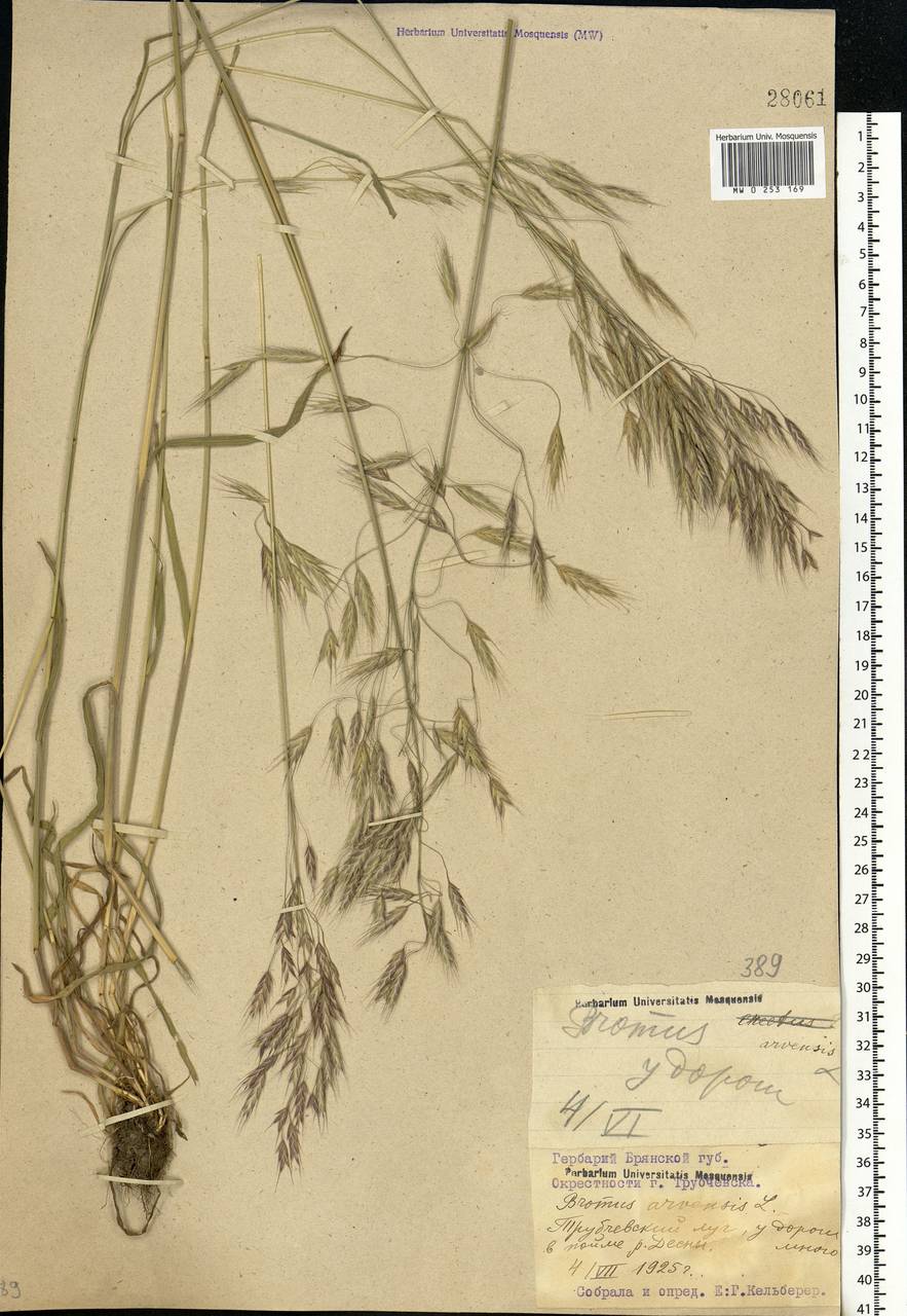 Bromus arvensis L., Eastern Europe, Western region (E3) (Russia)