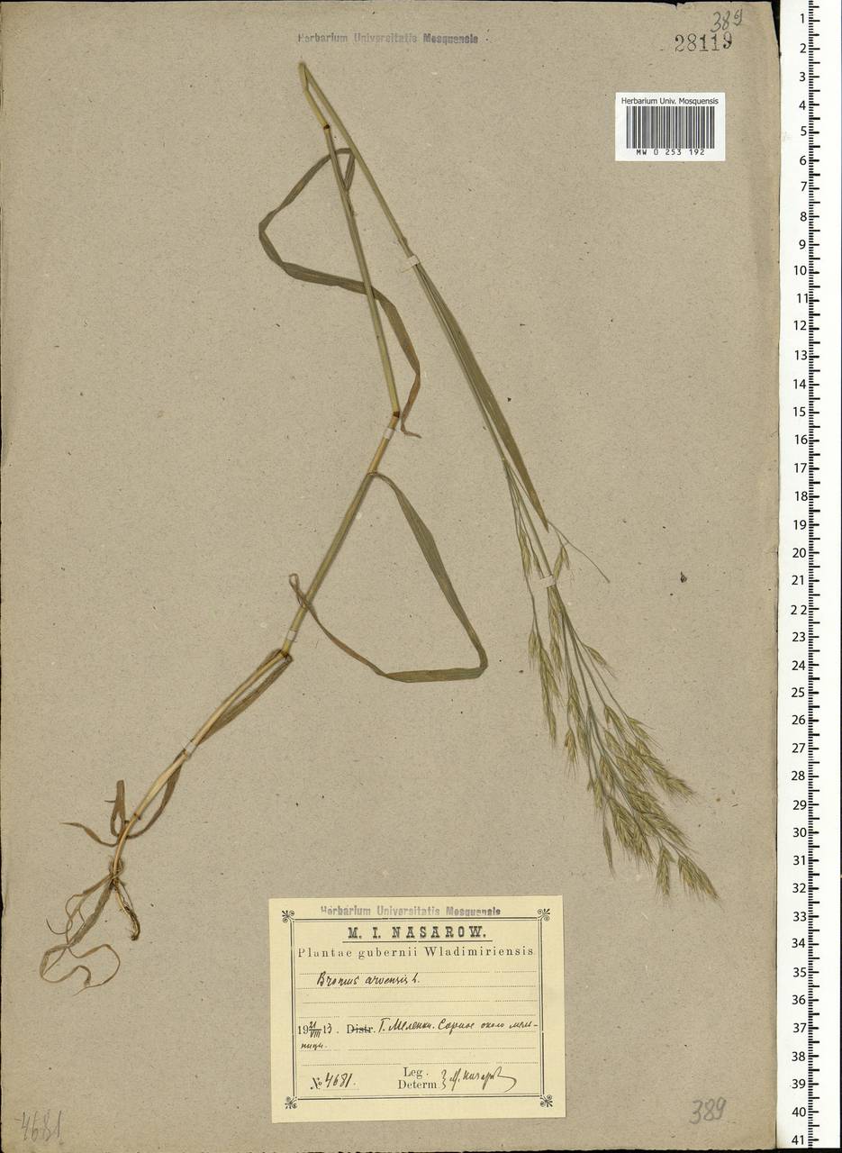 Bromus arvensis L., Eastern Europe, Central region (E4) (Russia)