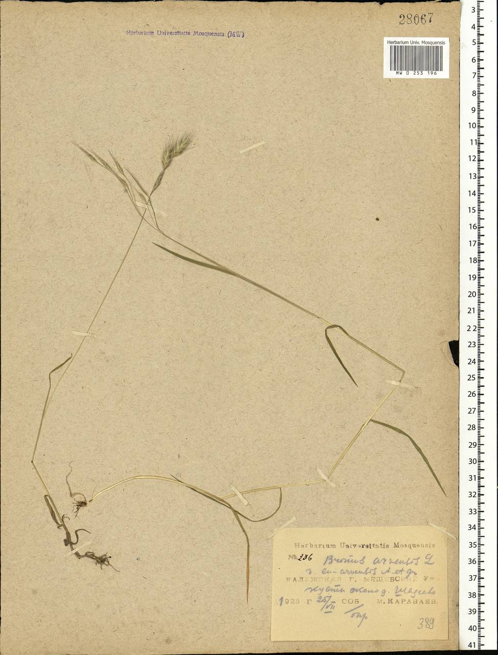 Bromus arvensis L., Eastern Europe, Central region (E4) (Russia)