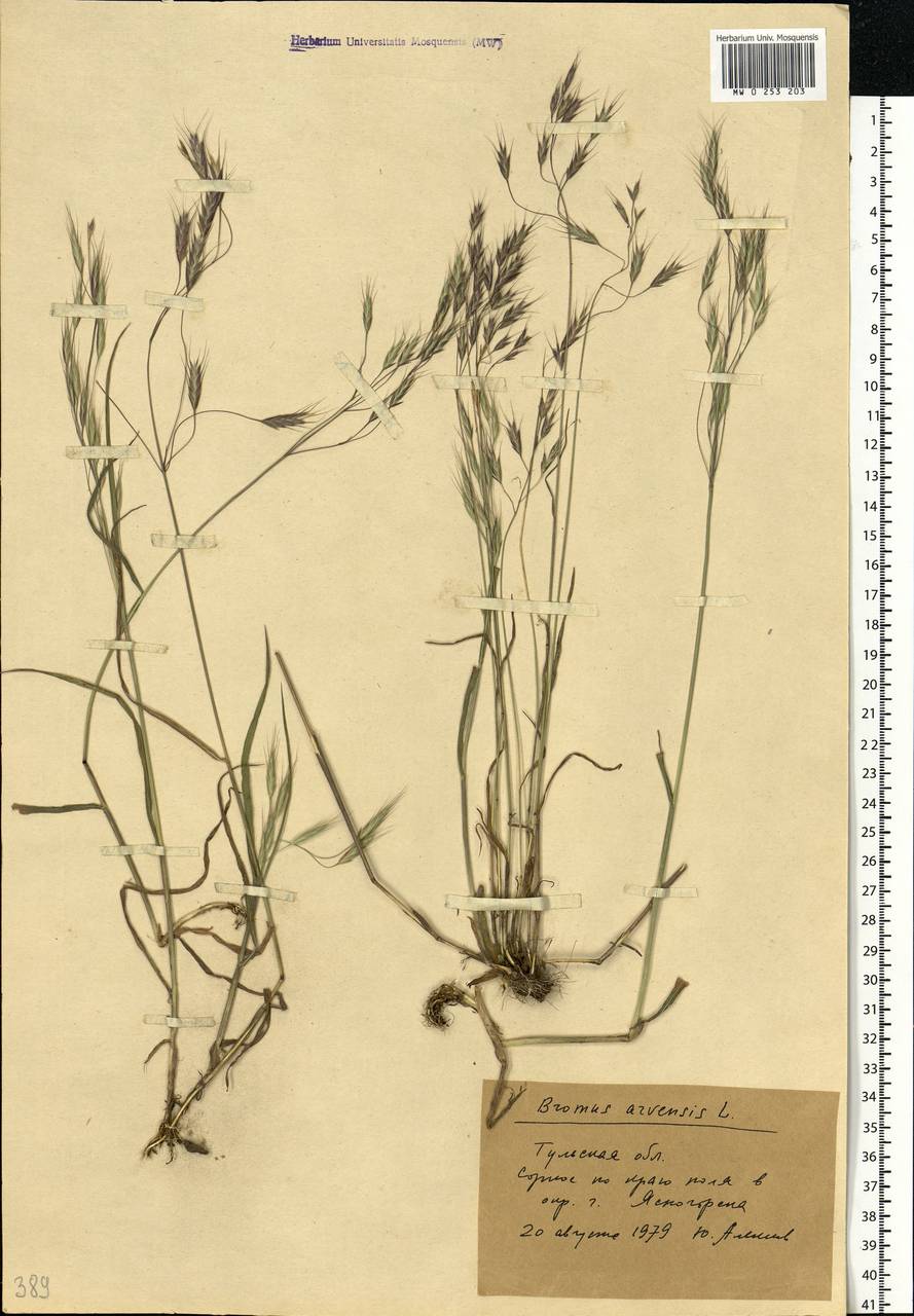 Bromus arvensis L., Eastern Europe, Central region (E4) (Russia)