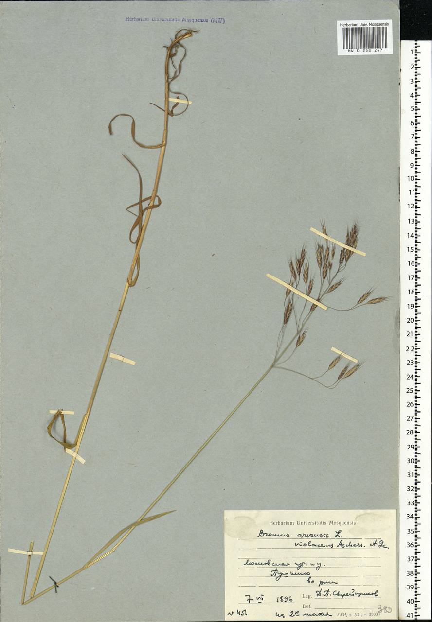 Bromus arvensis L., Eastern Europe, Moscow region (E4a) (Russia)