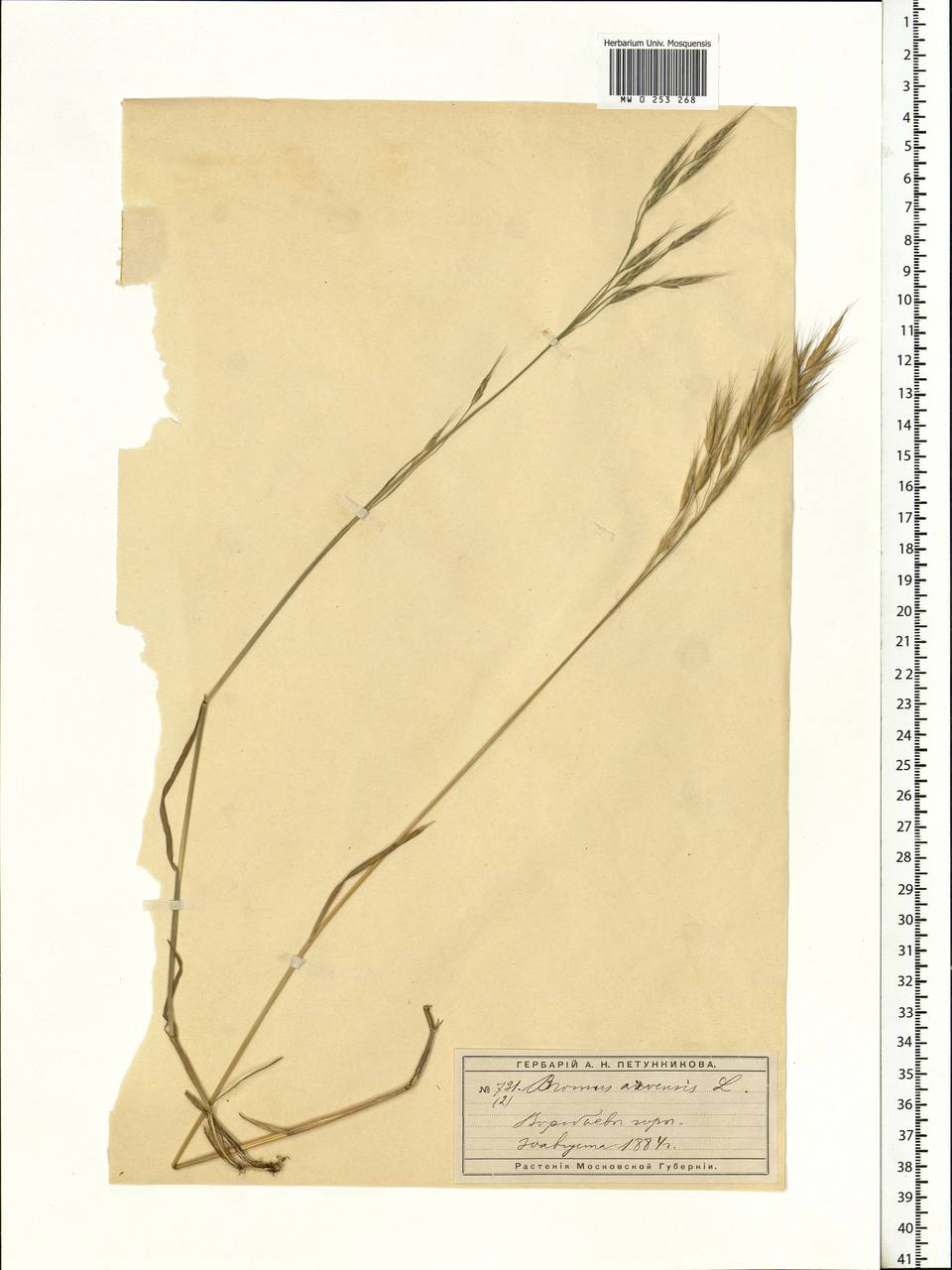 Bromus arvensis L., Eastern Europe, Moscow region (E4a) (Russia)