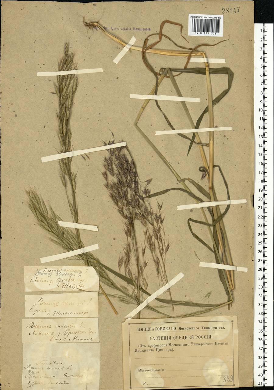 Bromus arvensis L., Eastern Europe, Central forest-and-steppe region (E6) (Russia)