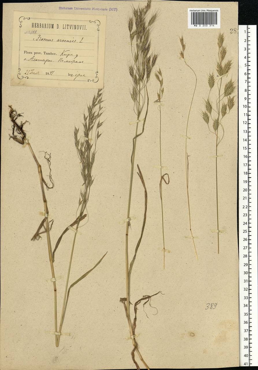 Bromus arvensis L., Eastern Europe, Central forest-and-steppe region (E6) (Russia)