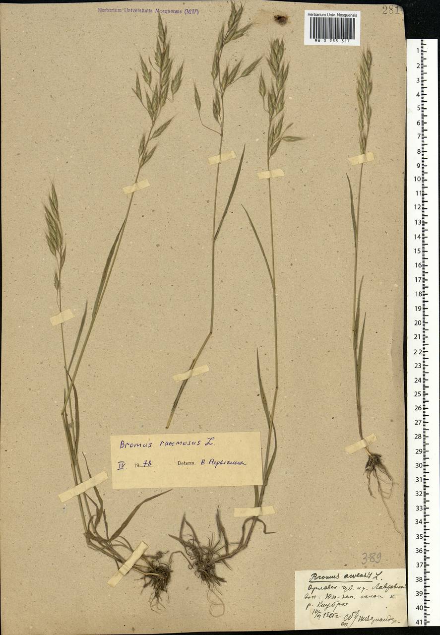 Bromus arvensis L., Eastern Europe, Central forest-and-steppe region (E6) (Russia)