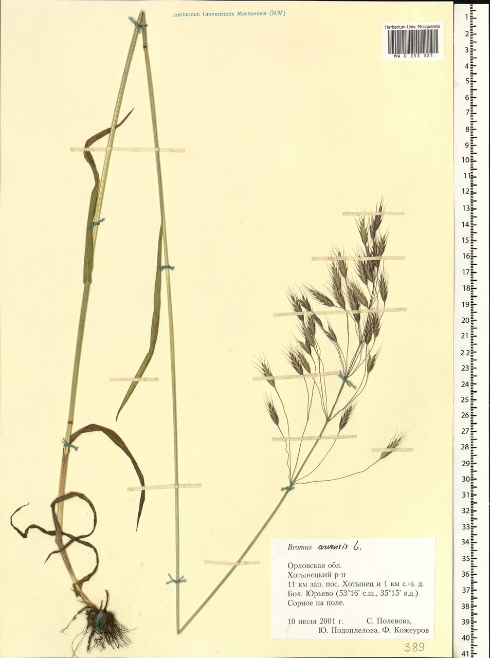 Bromus arvensis L., Eastern Europe, Central forest-and-steppe region (E6) (Russia)