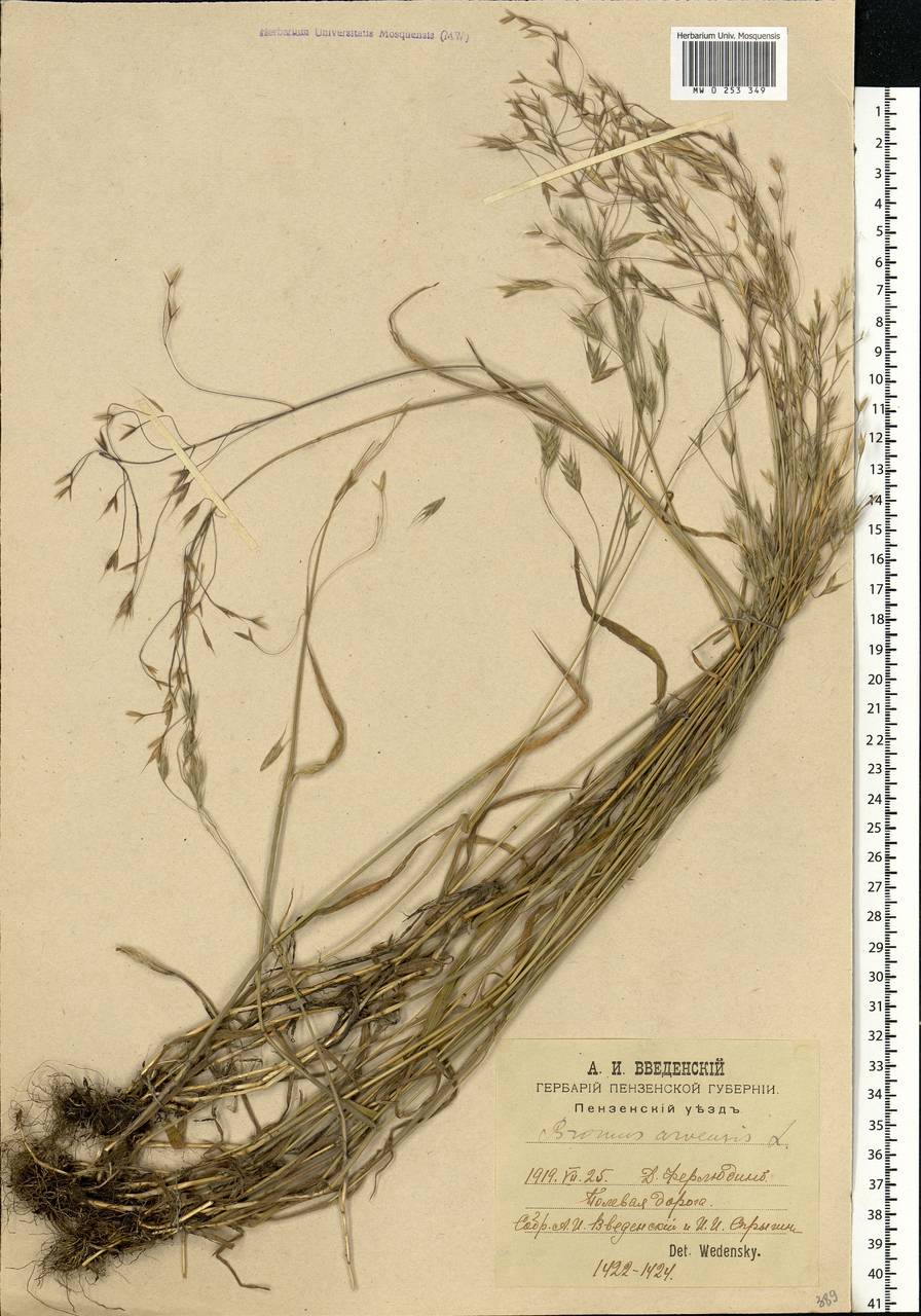 Bromus arvensis L., Eastern Europe, Middle Volga region (E8) (Russia)