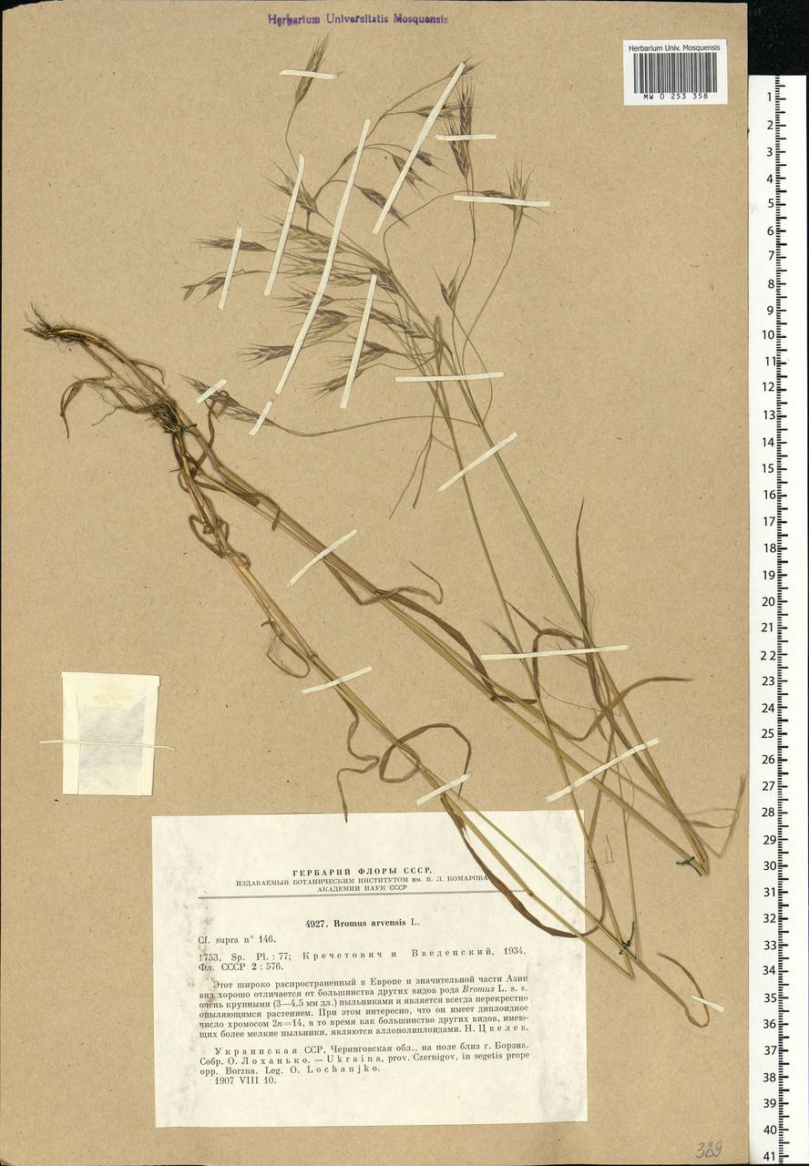 Bromus arvensis L., Eastern Europe, North Ukrainian region (E11) (Ukraine)