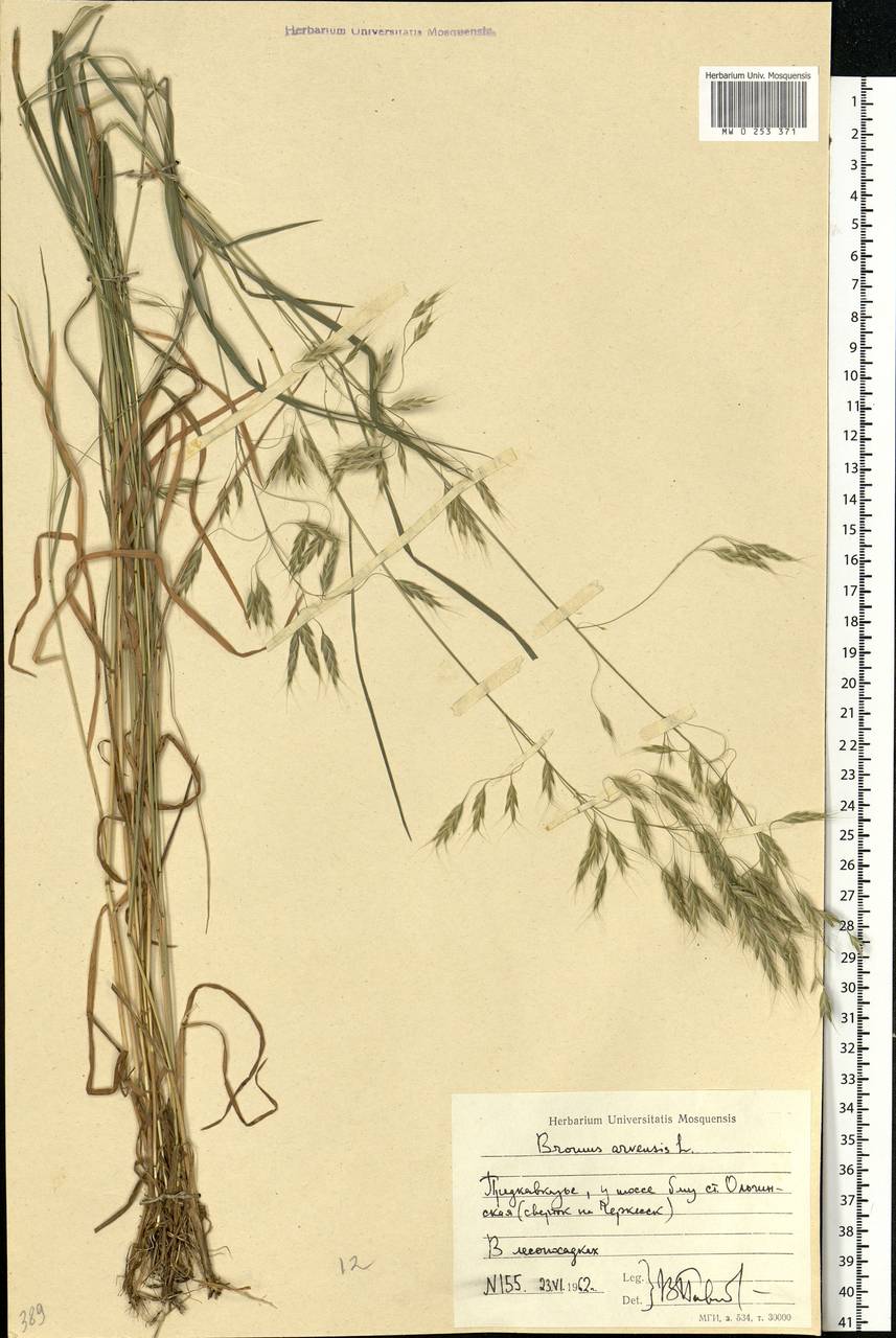 Bromus arvensis L., Eastern Europe, Rostov Oblast (E12a) (Russia)