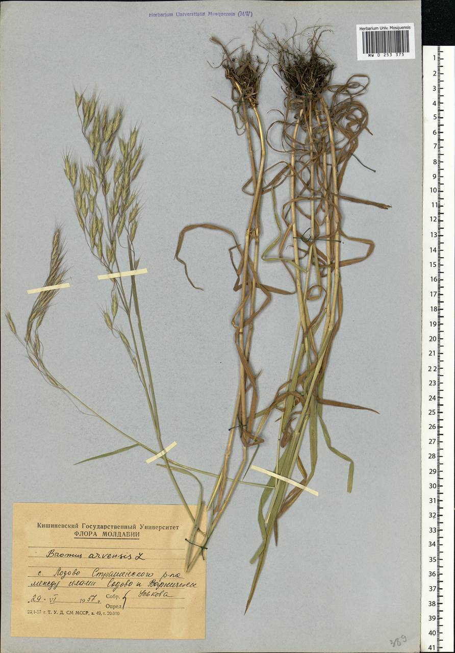 Bromus arvensis L., Eastern Europe, Moldova (E13a) (Moldova)