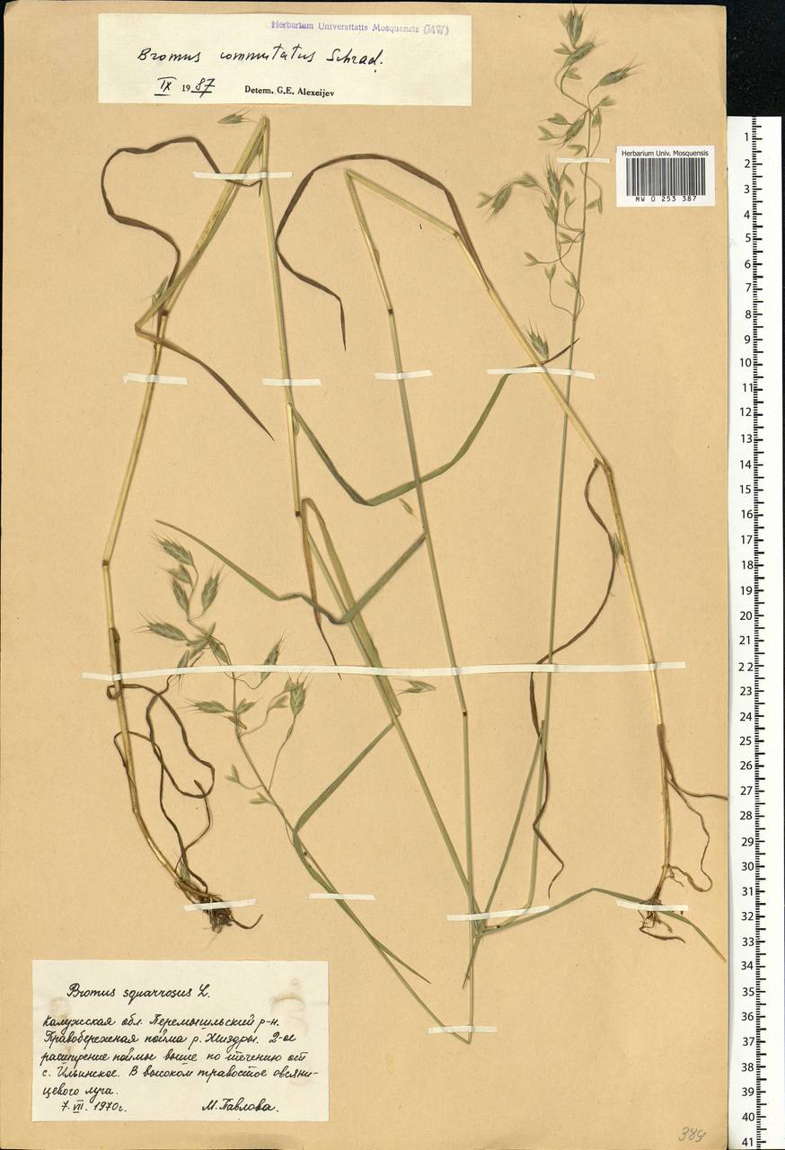Bromus commutatus Schrad., Eastern Europe, Central region (E4) (Russia)