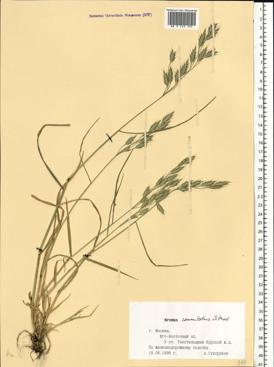 Bromus commutatus Schrad., Eastern Europe, Moscow region (E4a) (Russia)