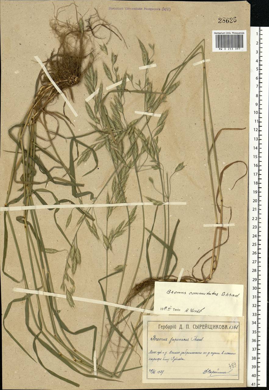 Bromus commutatus Schrad., Eastern Europe, Moscow region (E4a) (Russia)