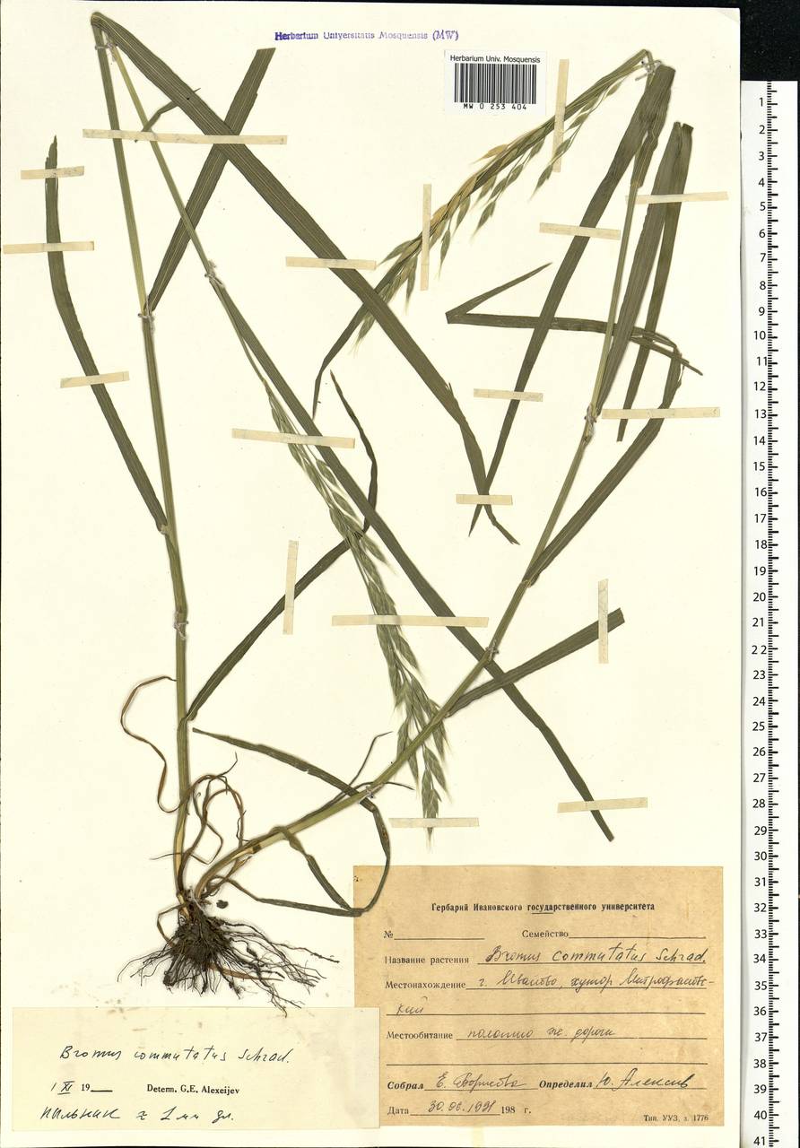 Bromus commutatus Schrad., Eastern Europe, Central forest region (E5) (Russia)