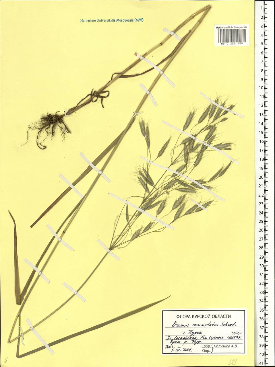 Bromus commutatus Schrad., Eastern Europe, Central forest-and-steppe region (E6) (Russia)