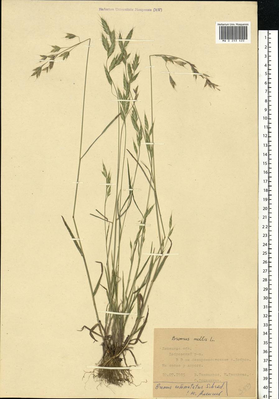 Bromus commutatus Schrad., Eastern Europe, Central forest-and-steppe region (E6) (Russia)