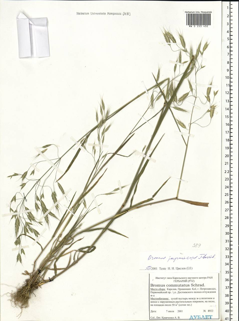 Bromus japonicus Houtt., Eastern Europe, Northern region (E1) (Russia)