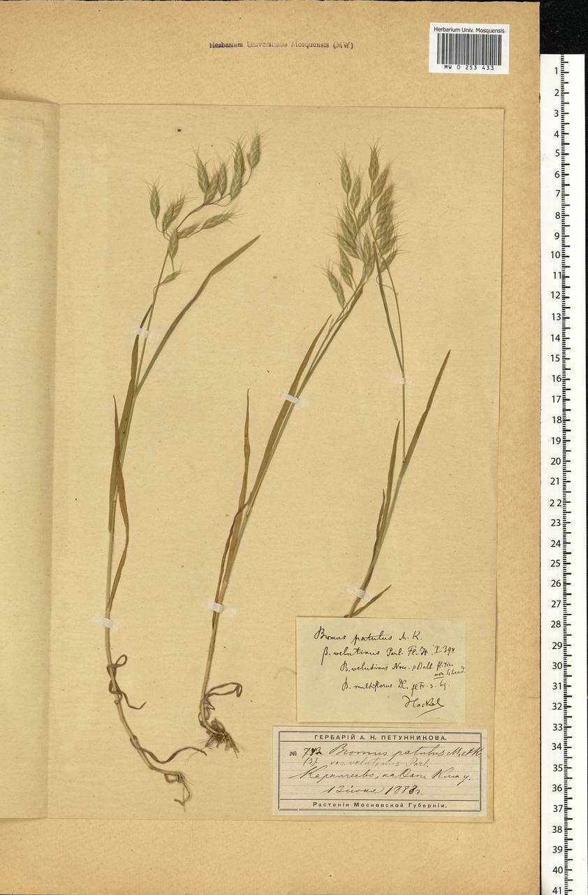 Bromus japonicus Houtt., Eastern Europe, Moscow region (E4a) (Russia)