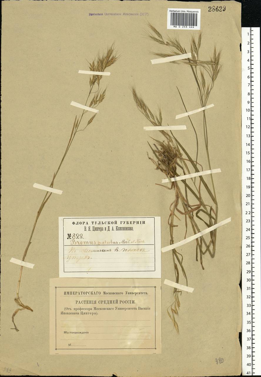 Bromus japonicus Houtt., Eastern Europe, Central region (E4) (Russia)