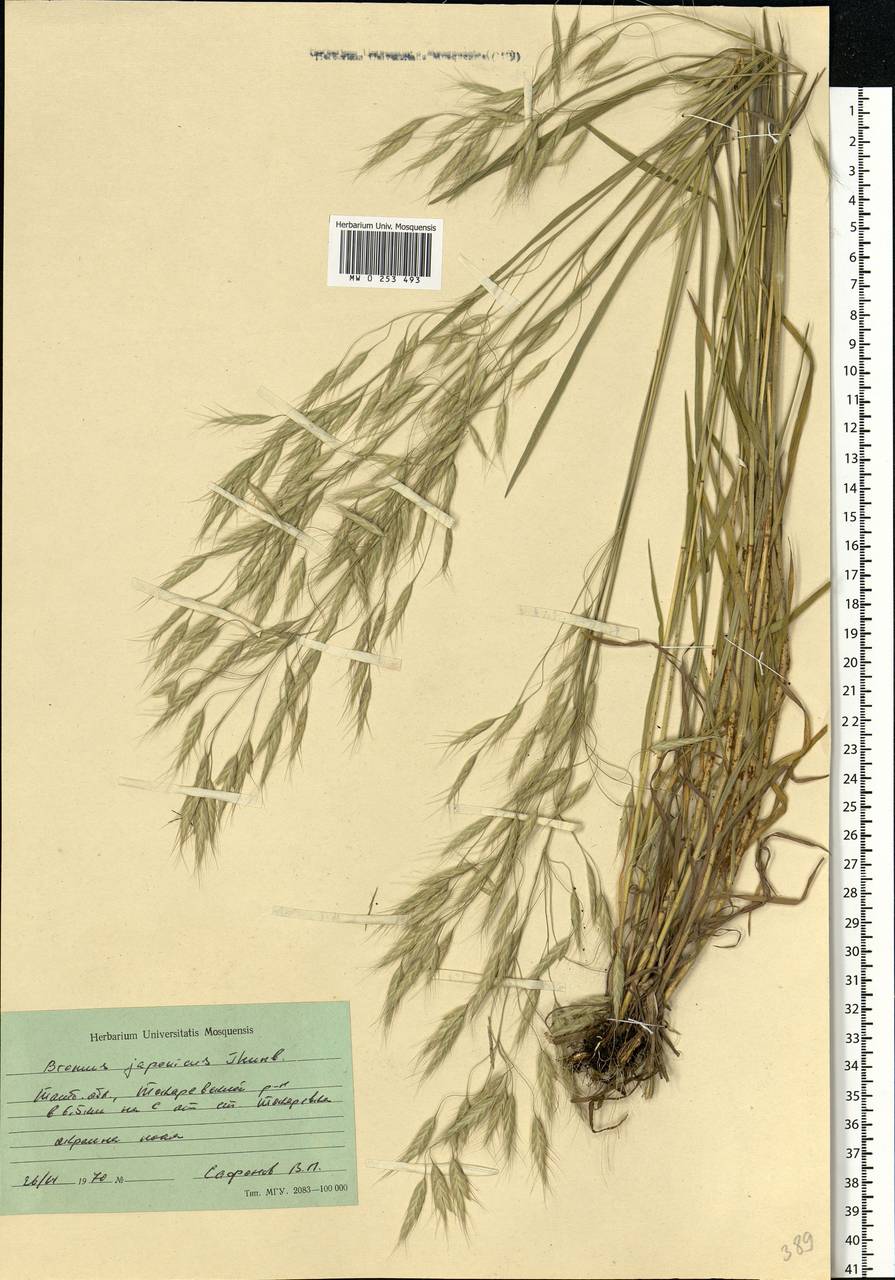 Bromus japonicus Houtt., Eastern Europe, Central forest-and-steppe region (E6) (Russia)