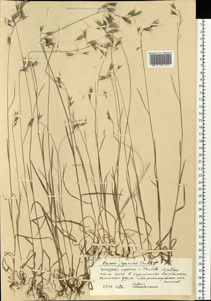 Bromus japonicus Houtt., Eastern Europe, Central forest-and-steppe region (E6) (Russia)