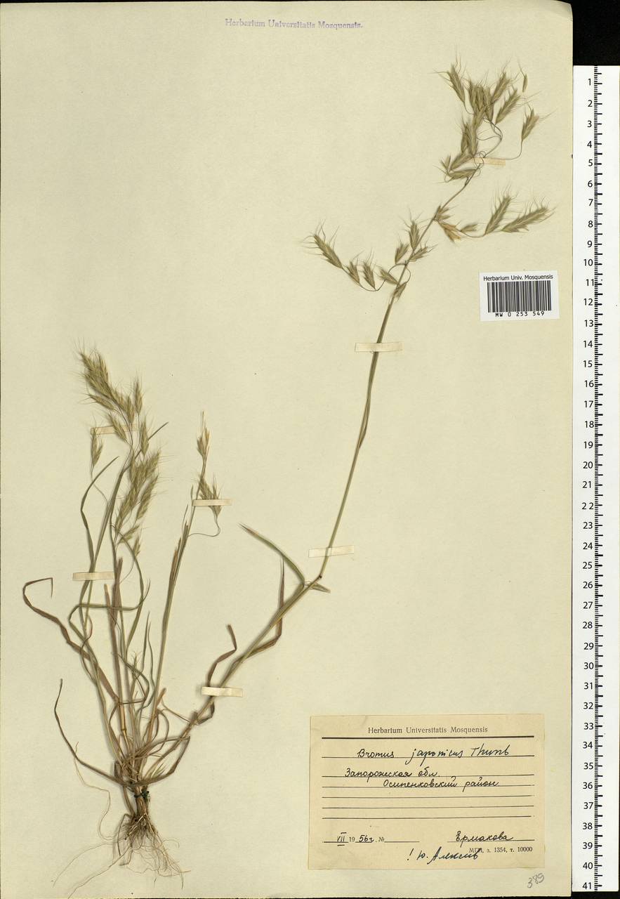 Bromus japonicus Houtt., Eastern Europe, South Ukrainian region (E12) (Ukraine)