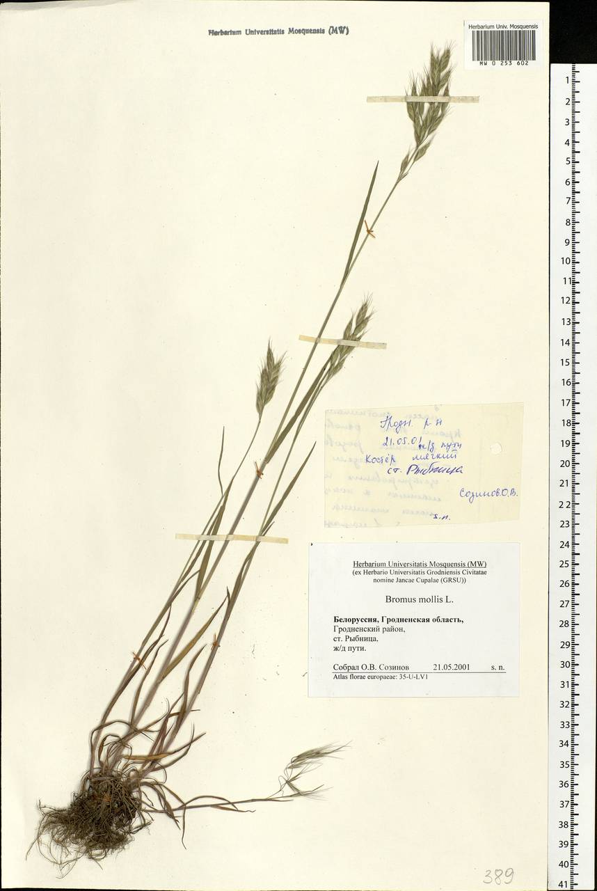 Bromus hordeaceus L., Eastern Europe, Belarus (E3a) (Belarus)