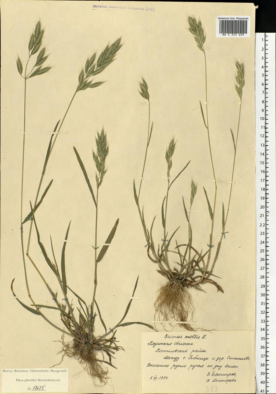Bromus hordeaceus L., Eastern Europe, Central region (E4) (Russia)