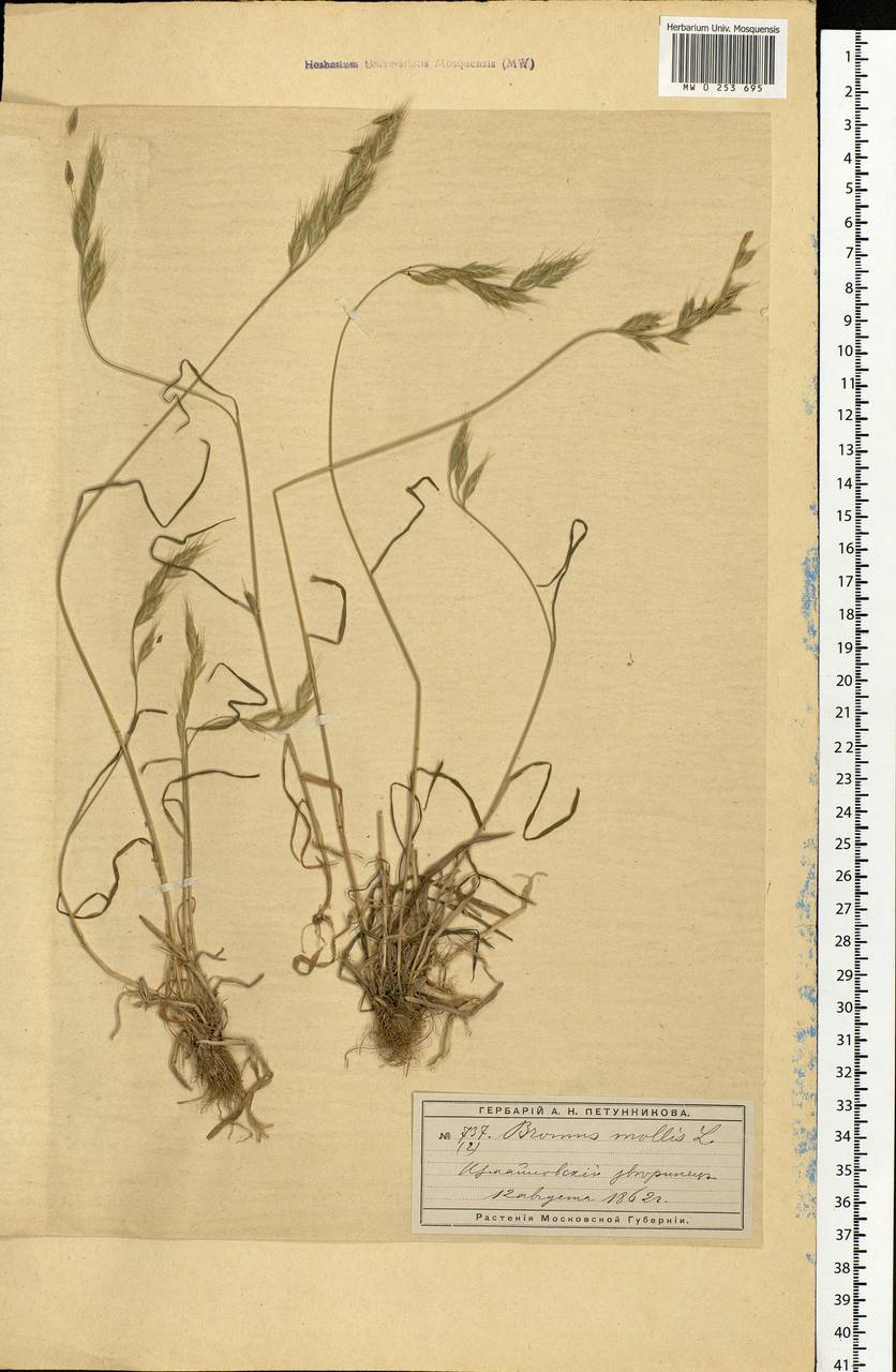 Bromus hordeaceus L., Eastern Europe, Moscow region (E4a) (Russia)