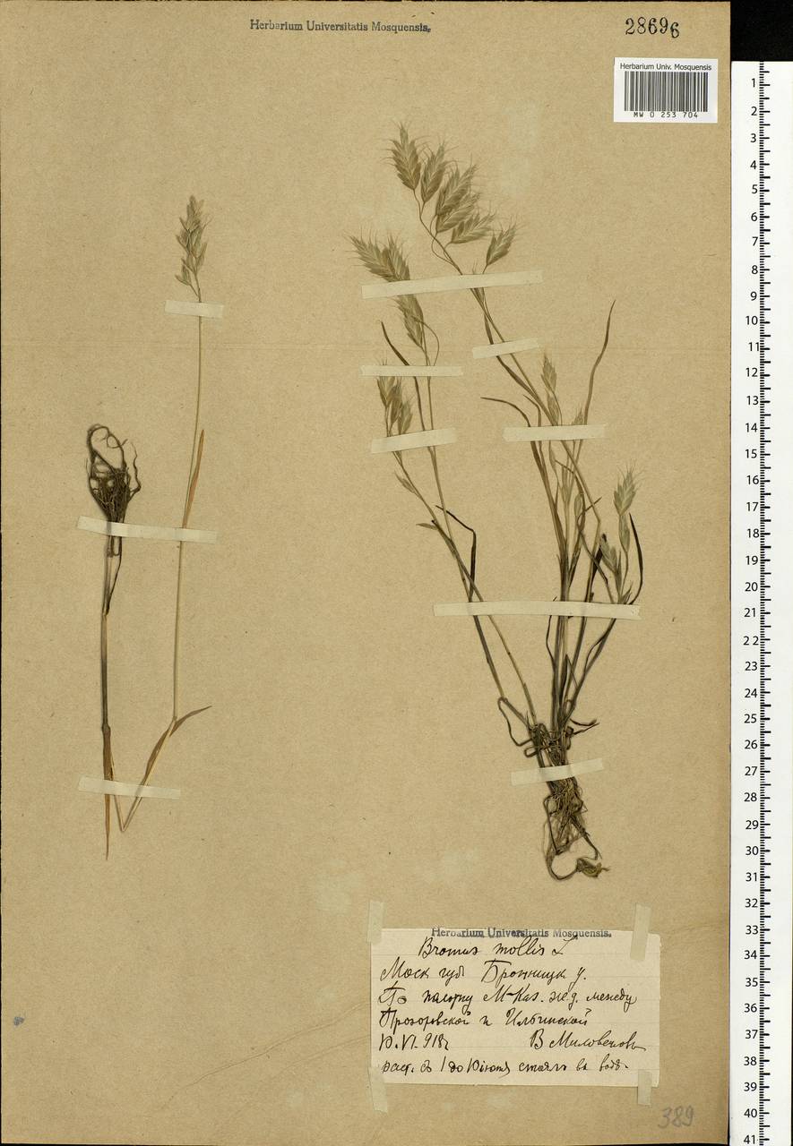 Bromus hordeaceus L., Eastern Europe, Moscow region (E4a) (Russia)