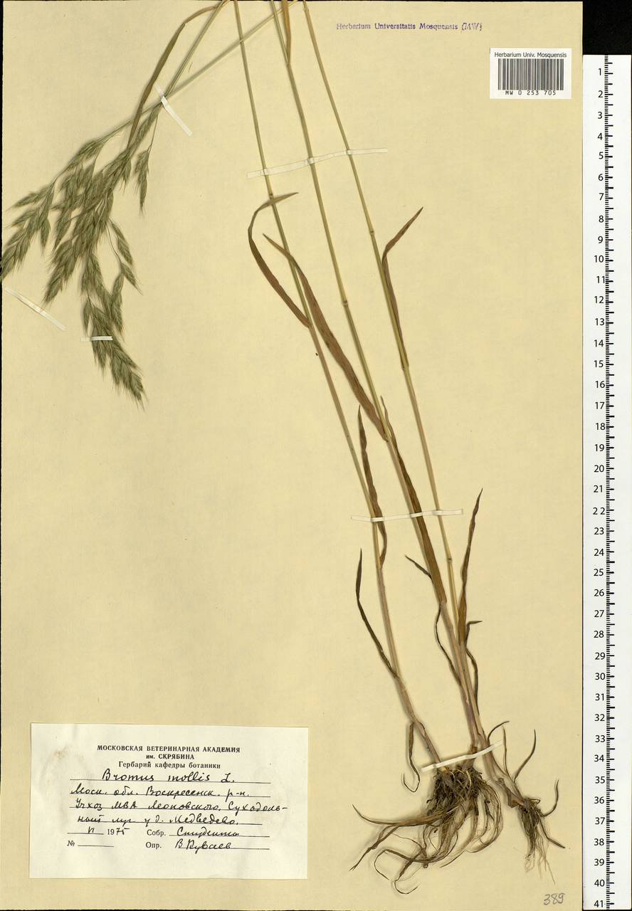 Bromus hordeaceus L., Eastern Europe, Moscow region (E4a) (Russia)