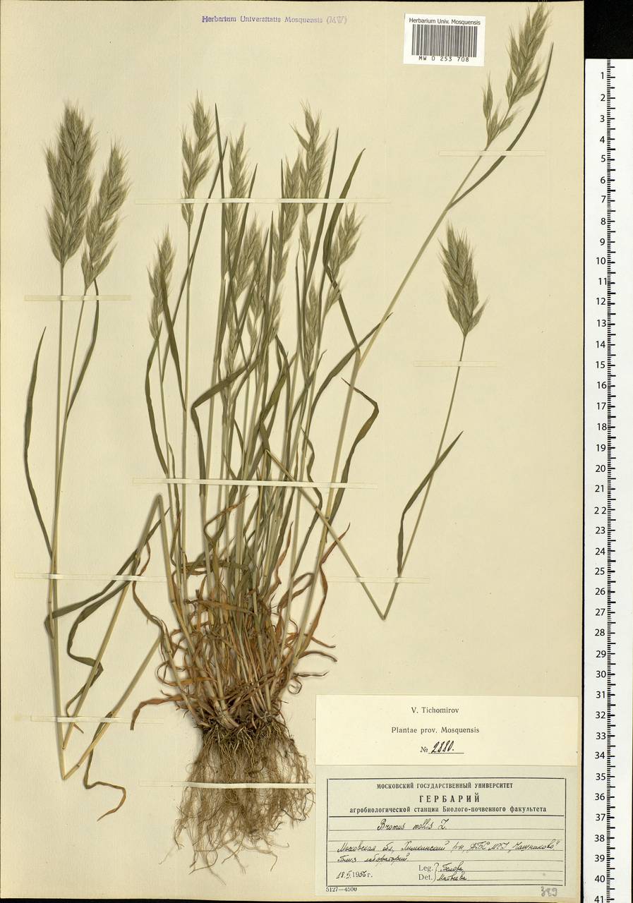 Bromus hordeaceus L., Eastern Europe, Moscow region (E4a) (Russia)