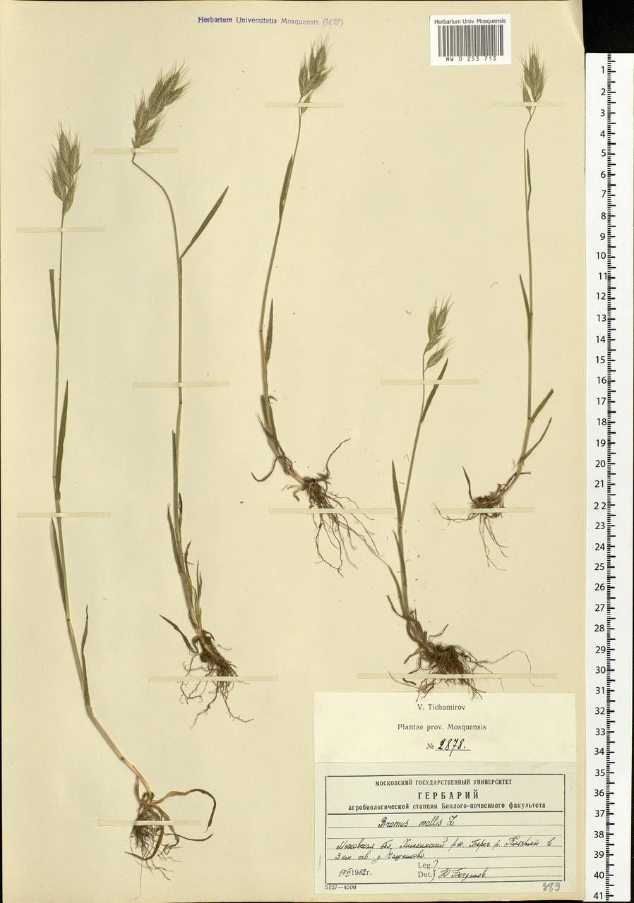 Bromus hordeaceus L., Eastern Europe, Moscow region (E4a) (Russia)