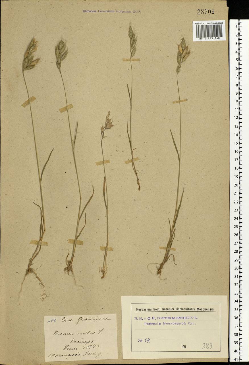 Bromus hordeaceus L., Eastern Europe, Moscow region (E4a) (Russia)