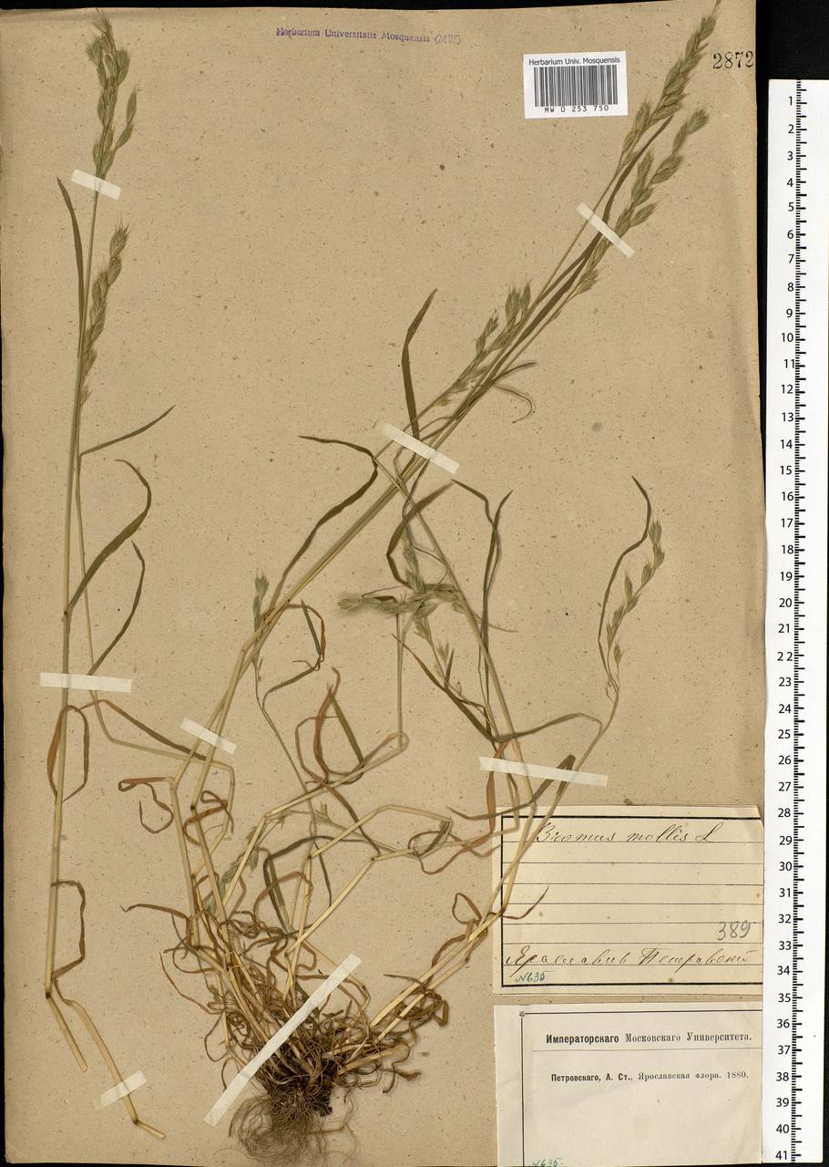 Bromus hordeaceus L., Eastern Europe, Central forest region (E5) (Russia)